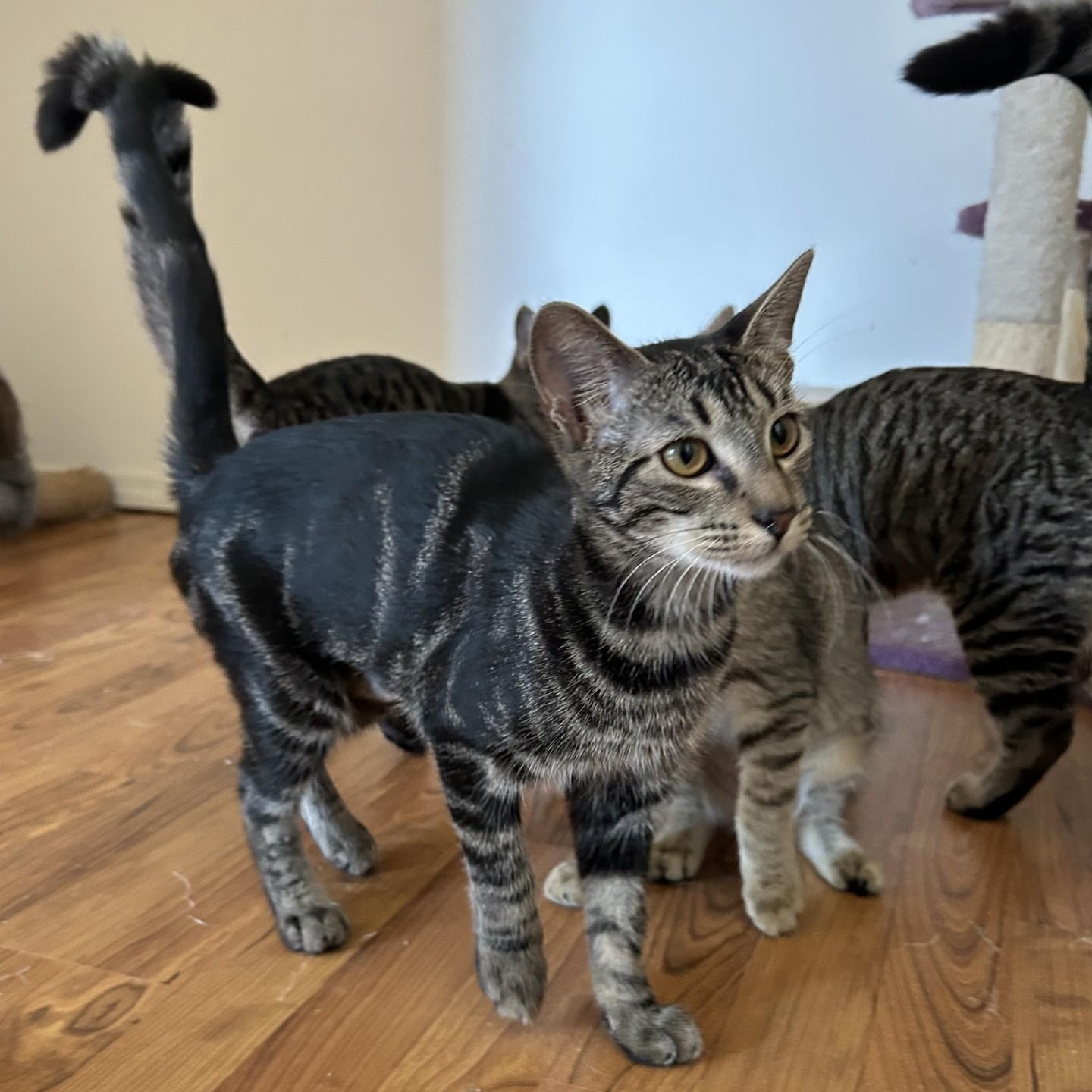 Enlarge Esmeralda, a Adoptable Domestic Short Hair in Springdale, AR image 1/4