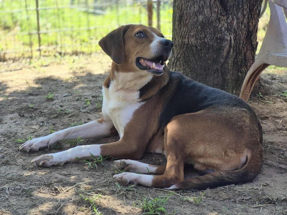 Bruce, a Adoptable mixed breed in Dover, AR image 1/6