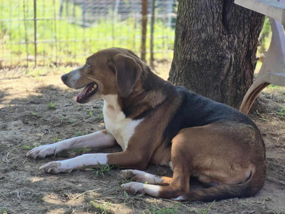 Bruce, a Adoptable mixed breed in Dover, AR image 3/6