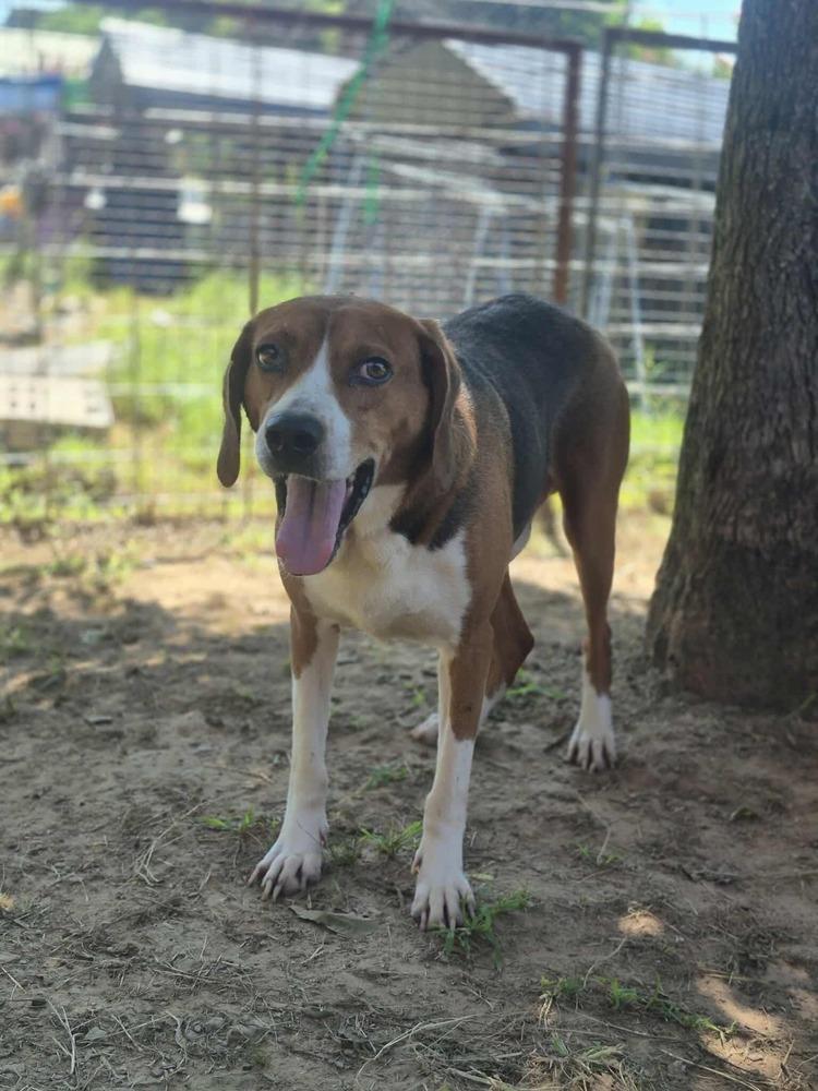 Bruce, a Adoptable mixed breed in Dover, AR image 4/6