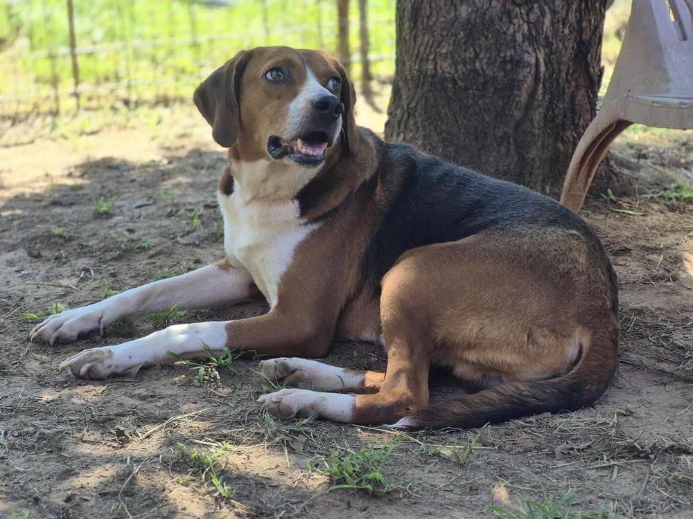 Bruce, a Adoptable mixed breed in Dover, AR image 5/6