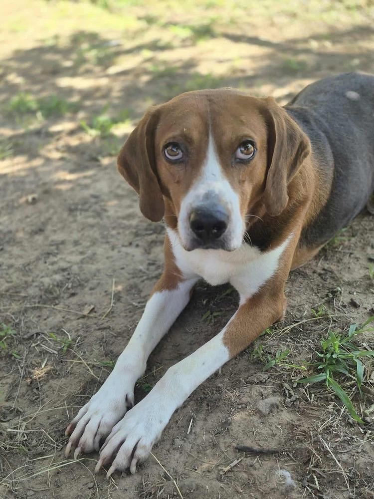 Bruce, a Adoptable mixed breed in Dover, AR image 6/6