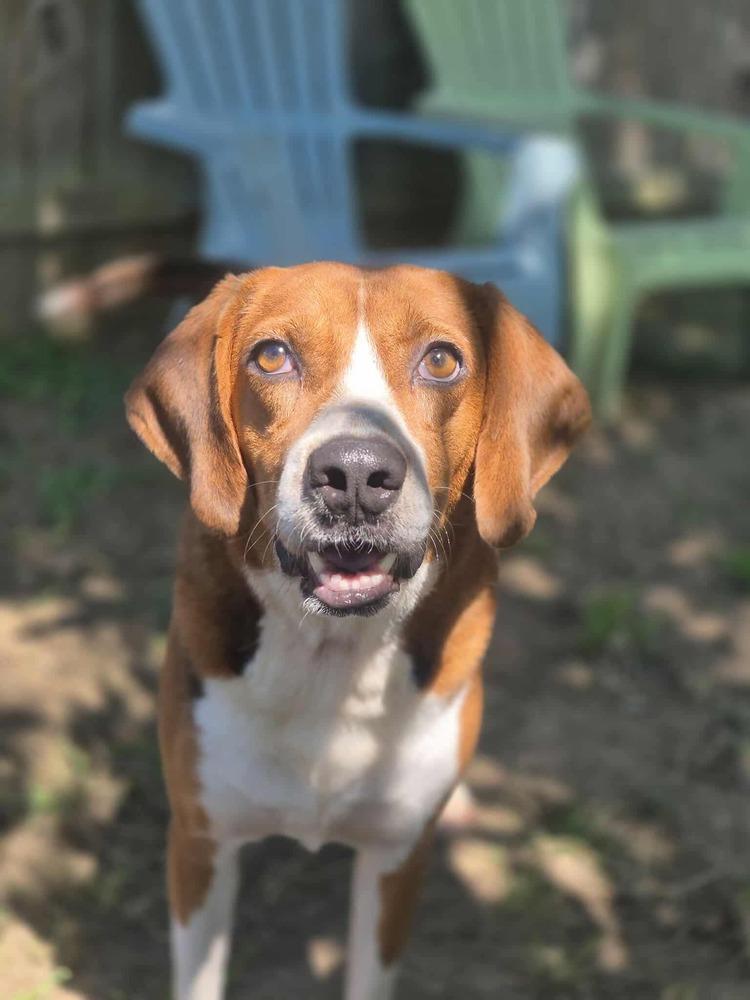 Bruce, a Adoptable mixed breed in Dover, AR image 6/6