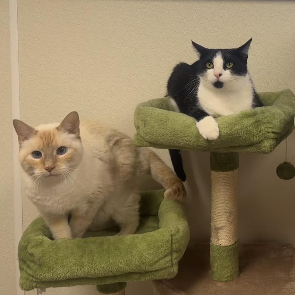 Enlarge Tini, a Adoptable Domestic Short Hair in Easton, PA image 1/6