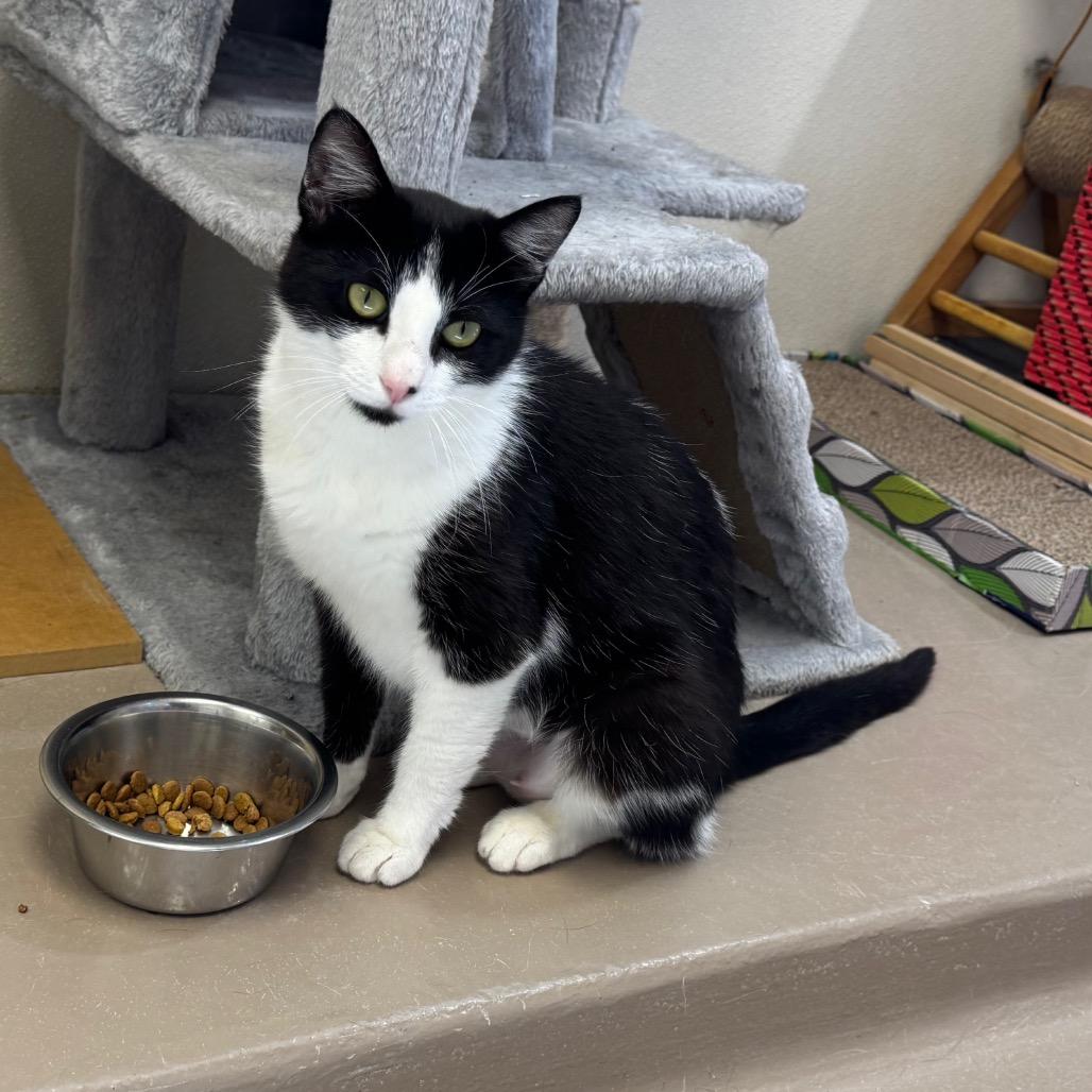 Enlarge Tini, a Adoptable Domestic Short Hair in Easton, PA image 2/6
