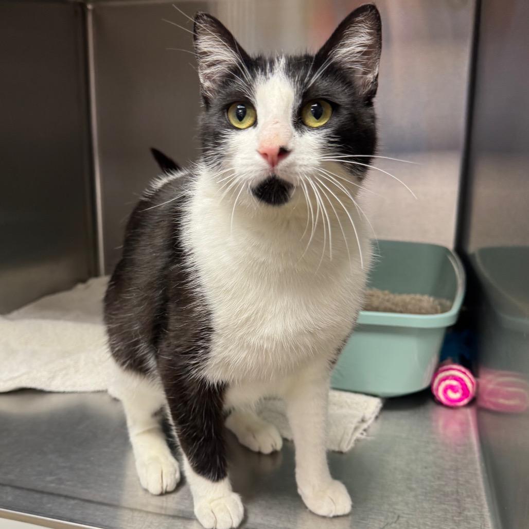 Enlarge Tini, a Adoptable Domestic Short Hair in Easton, PA image 3/6