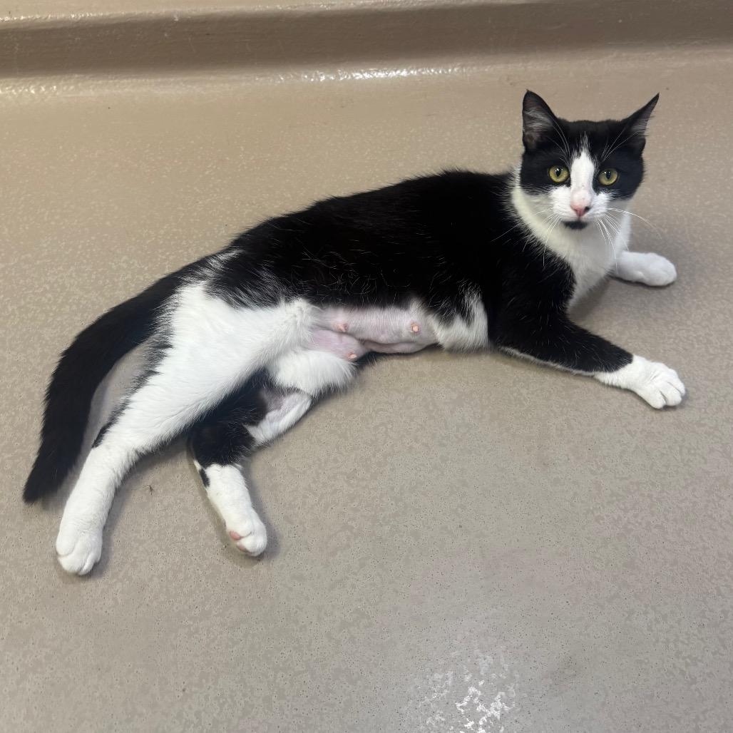 Enlarge Tini, a Adoptable Domestic Short Hair in Easton, PA image 4/6