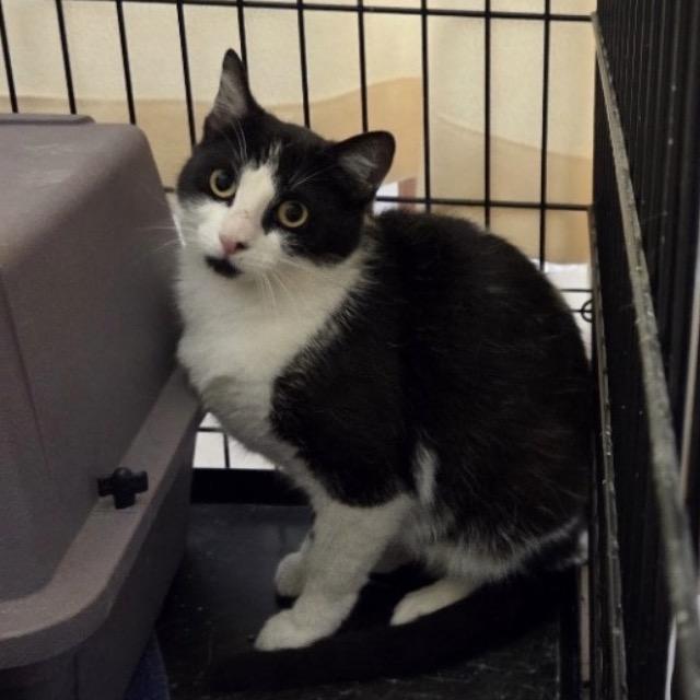 Enlarge Tini, a Adoptable Domestic Short Hair in Easton, PA image 5/6