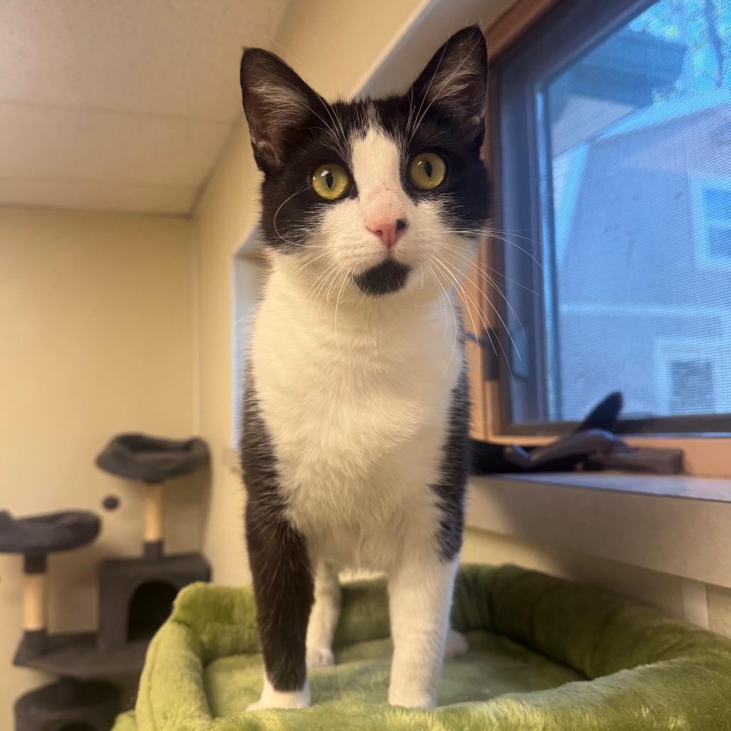 Enlarge Tini, a Adoptable Domestic Short Hair in Easton, PA image 6/6