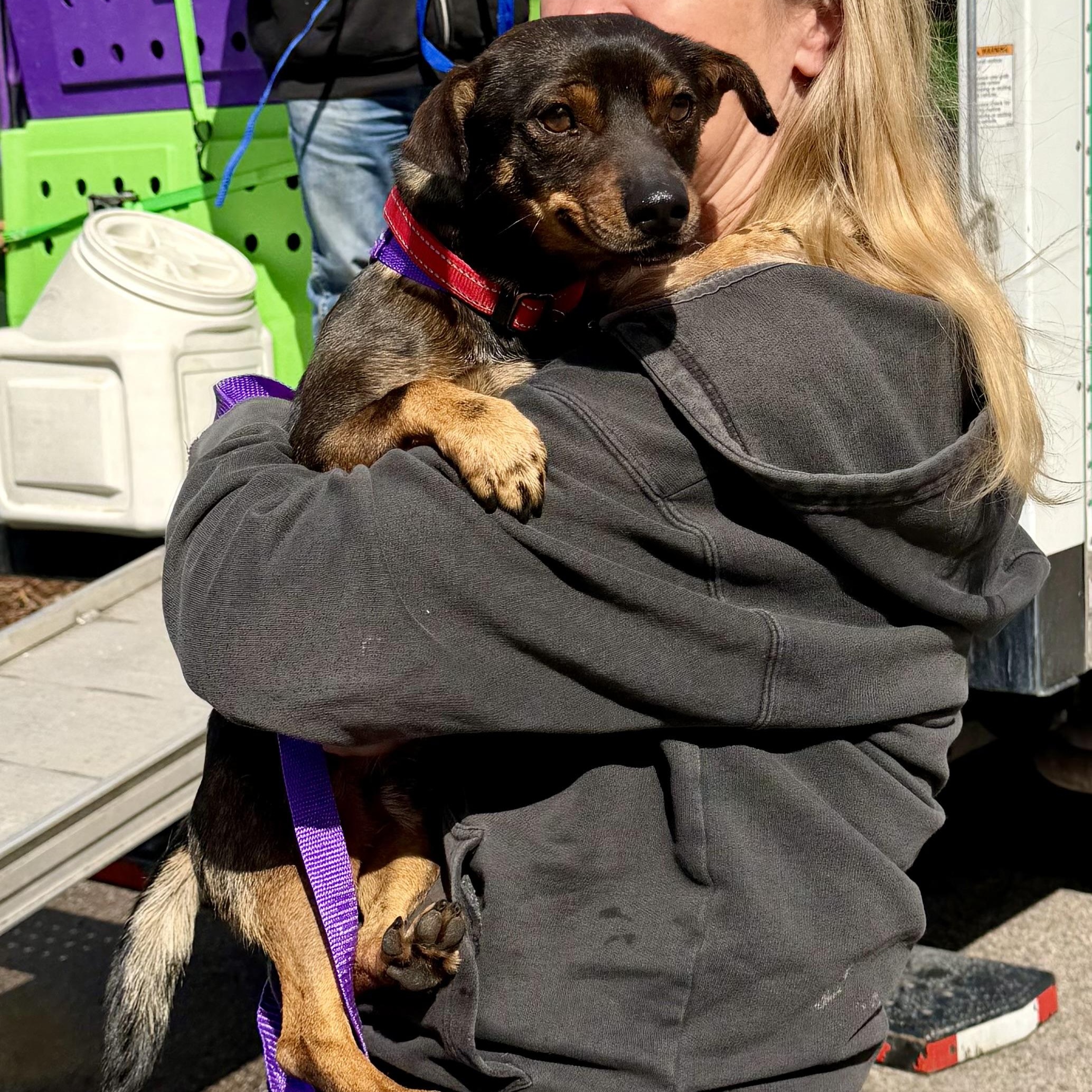 Enlarge Sonny, an adopted mixed breed in Uxbridge, MA image 1/2