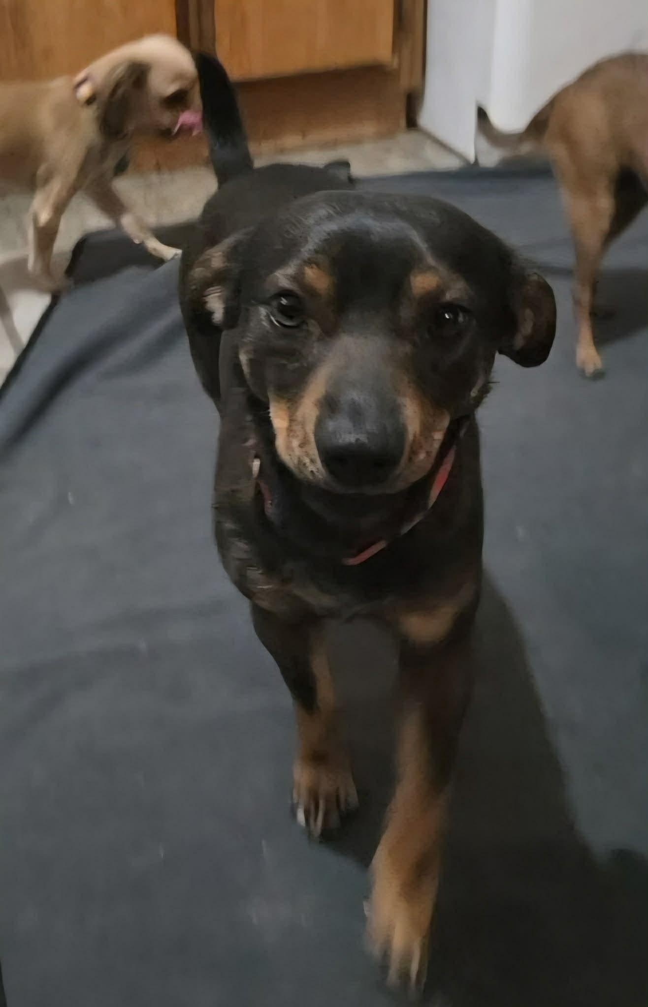 Enlarge Sonny, an adopted mixed breed in Uxbridge, MA image 2/2