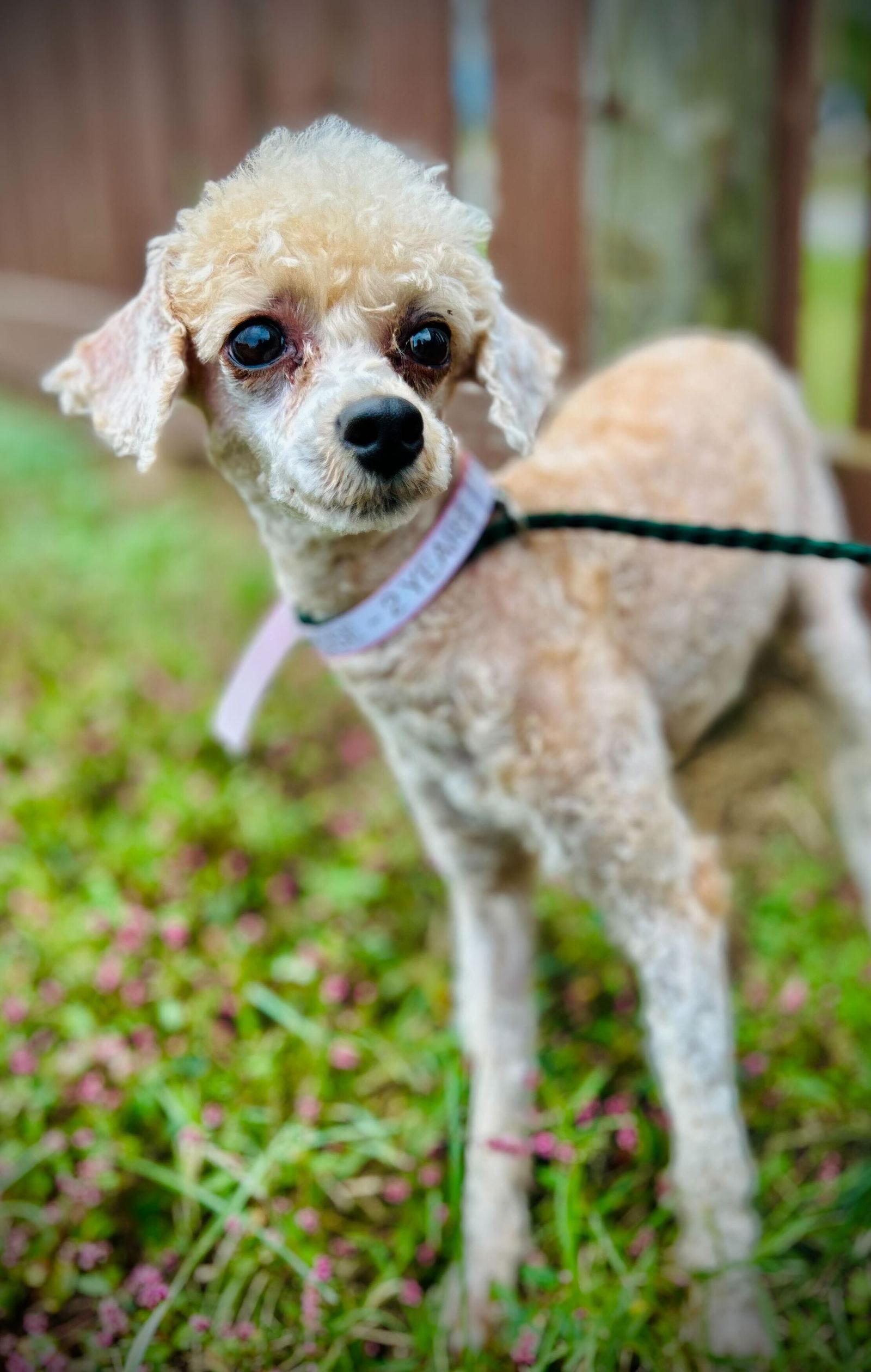 Mia Rose Oct 25, Adoptable, Adult Female Poodle.