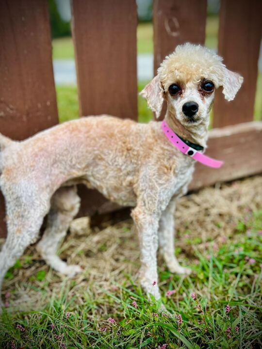 Mia Rose Oct 25, Adoptable, Adult Female Poodle.