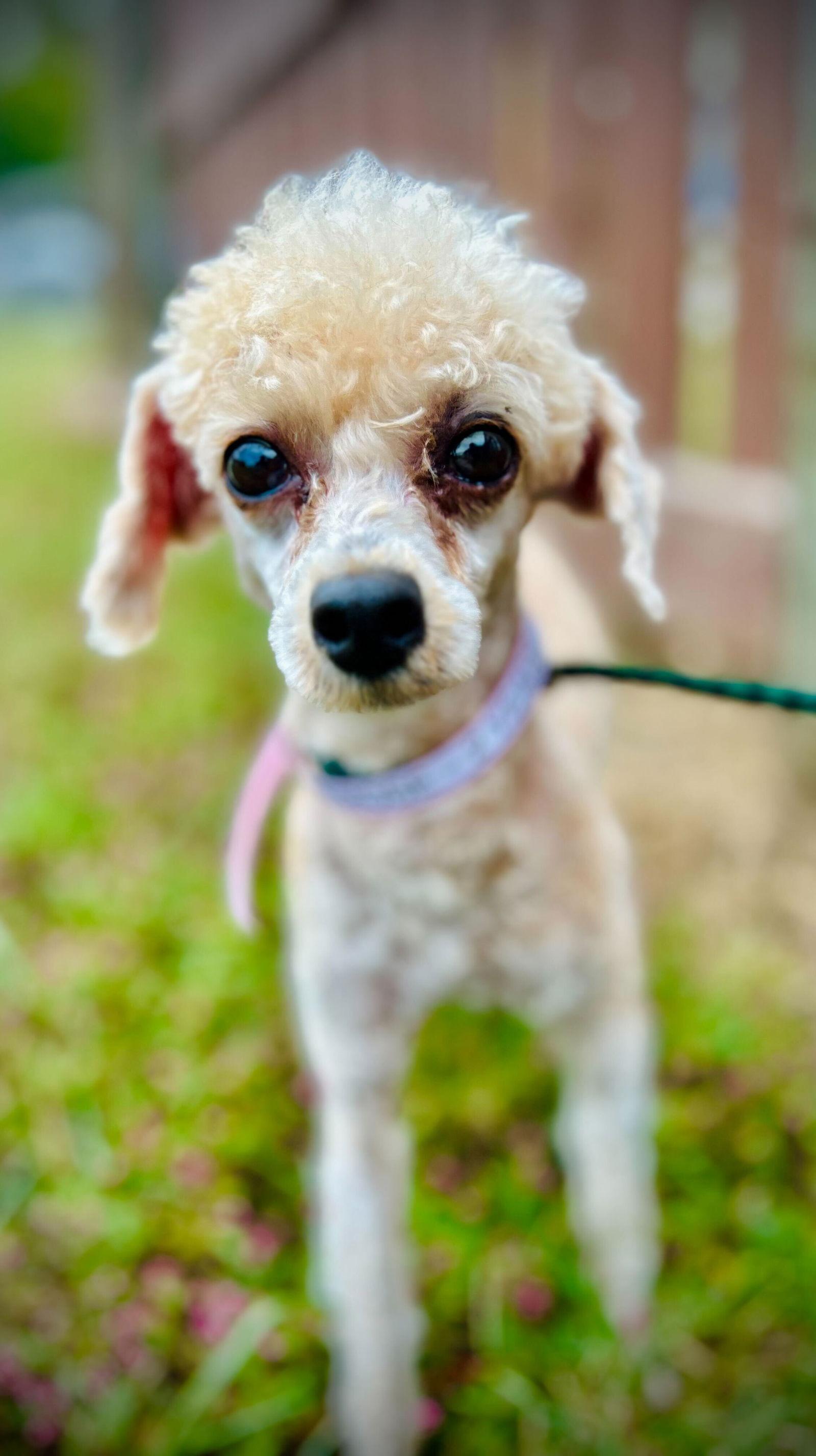 Mia Rose Oct 25, a Adoptable Poodle in Pacolet, SC image 3/3