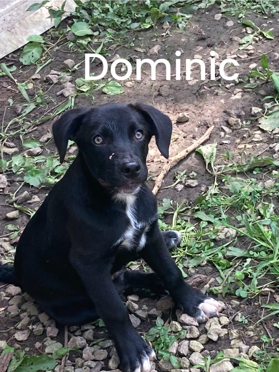 Domimic