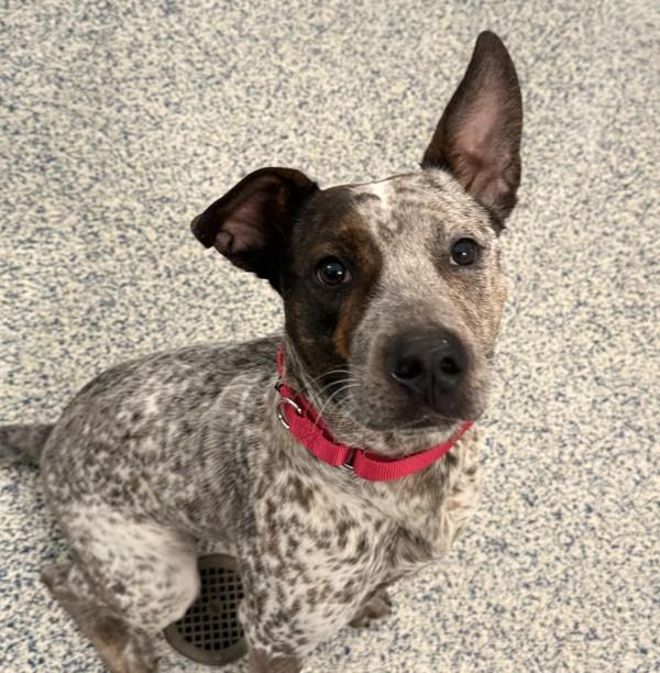 Daryn, Adoptable, Young Male Australian Cattle Dog / Blue Heeler.
