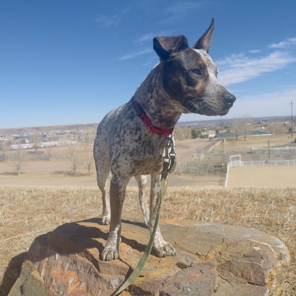 Enlarge Daryn, a Adoptable mixed breed in Golden, CO image 2/2