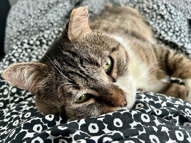 Enlarge Momo, a ADOPTABLE Domestic Short Hair in Toronto, ON image 1/4