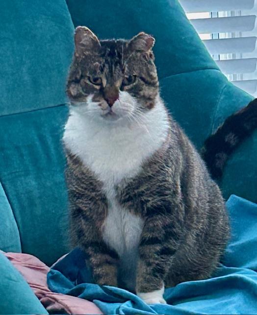 Enlarge Momo, a ADOPTABLE Domestic Short Hair in Toronto, ON image 2/4