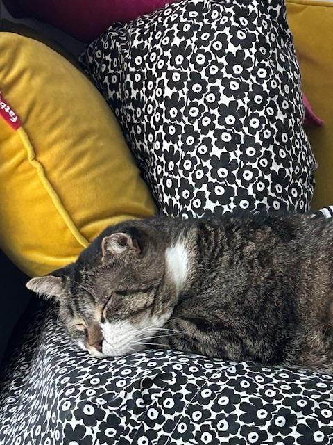 Enlarge Momo, a ADOPTABLE Domestic Short Hair in Toronto, ON image 4/4