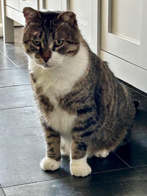 Enlarge Momo, a ADOPTABLE Domestic Short Hair in Toronto, ON image 3/4