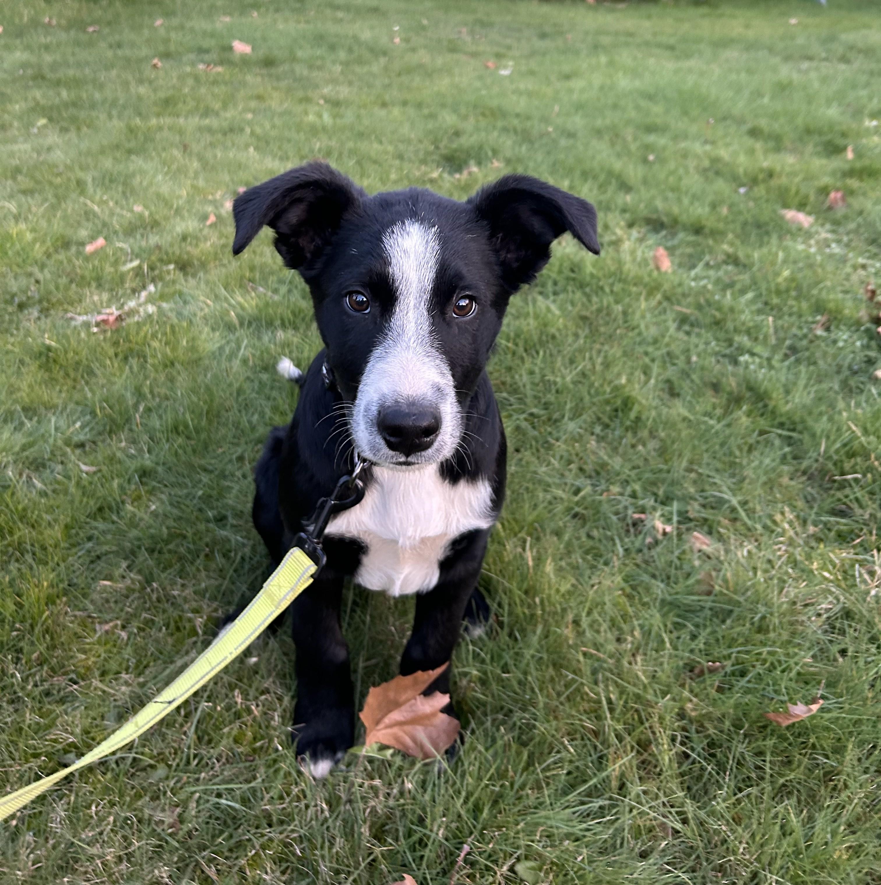 Enlarge Blaze, an adopted mixed breed in Salem, OR image 3/5