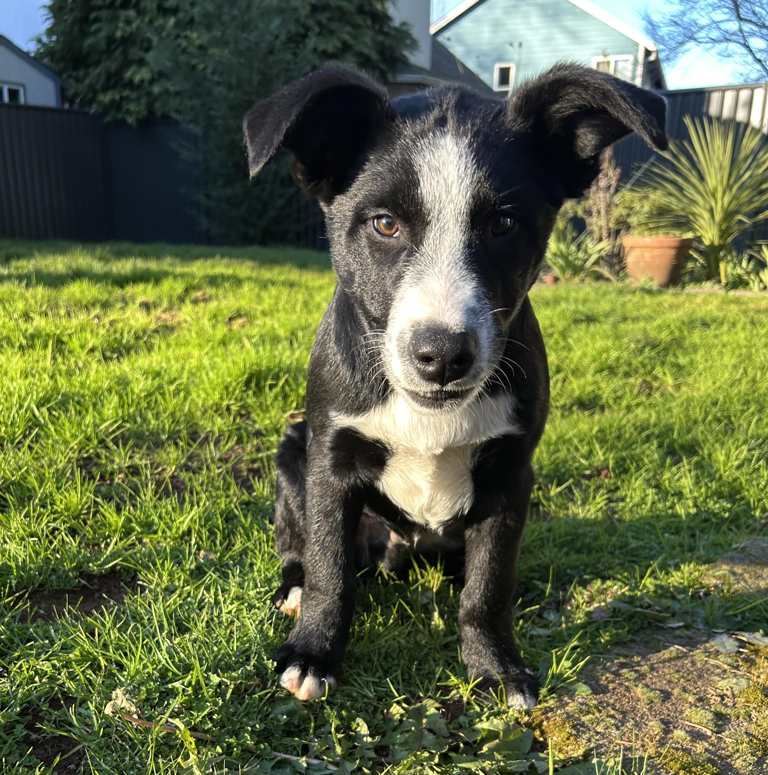 Blaze, ADOPTABLE, Puppy Male Border Collie.