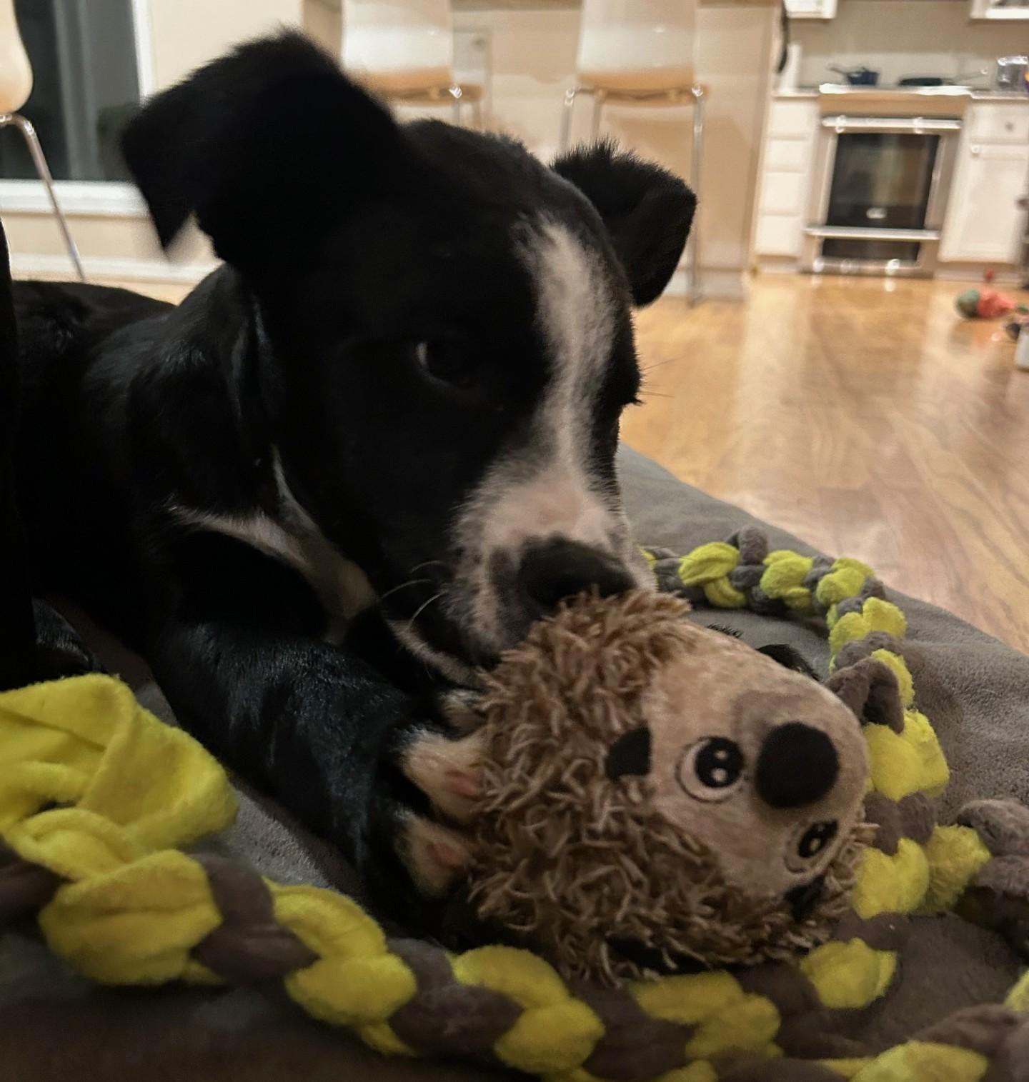 Enlarge Blaze, an adopted mixed breed in Salem, OR image 4/5