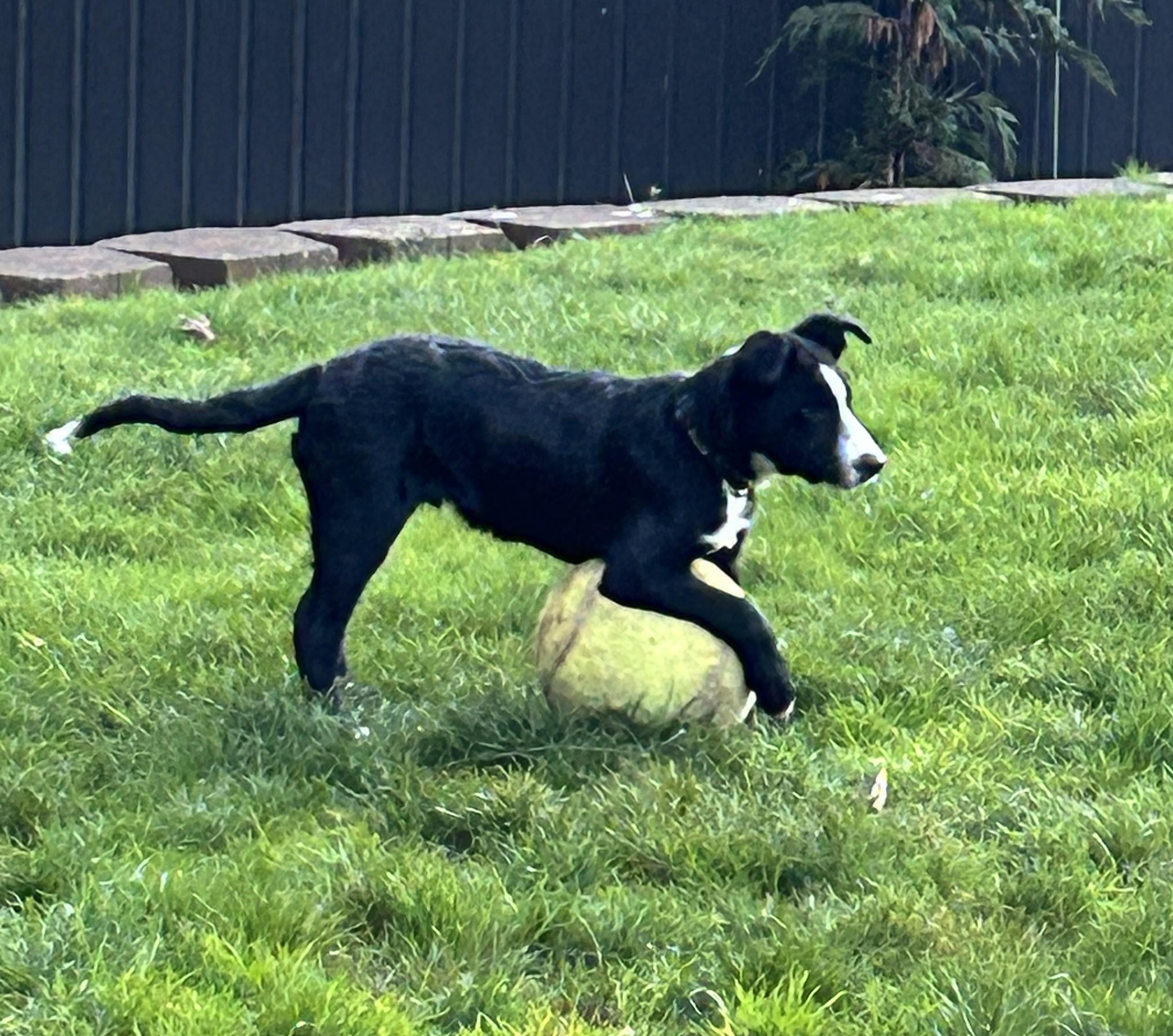 Enlarge Blaze, an adopted mixed breed in Salem, OR image 2/5