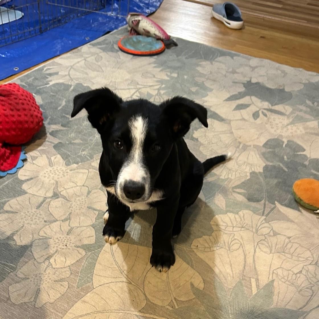 Enlarge Blaze, an adopted mixed breed in Salem, OR image 5/5