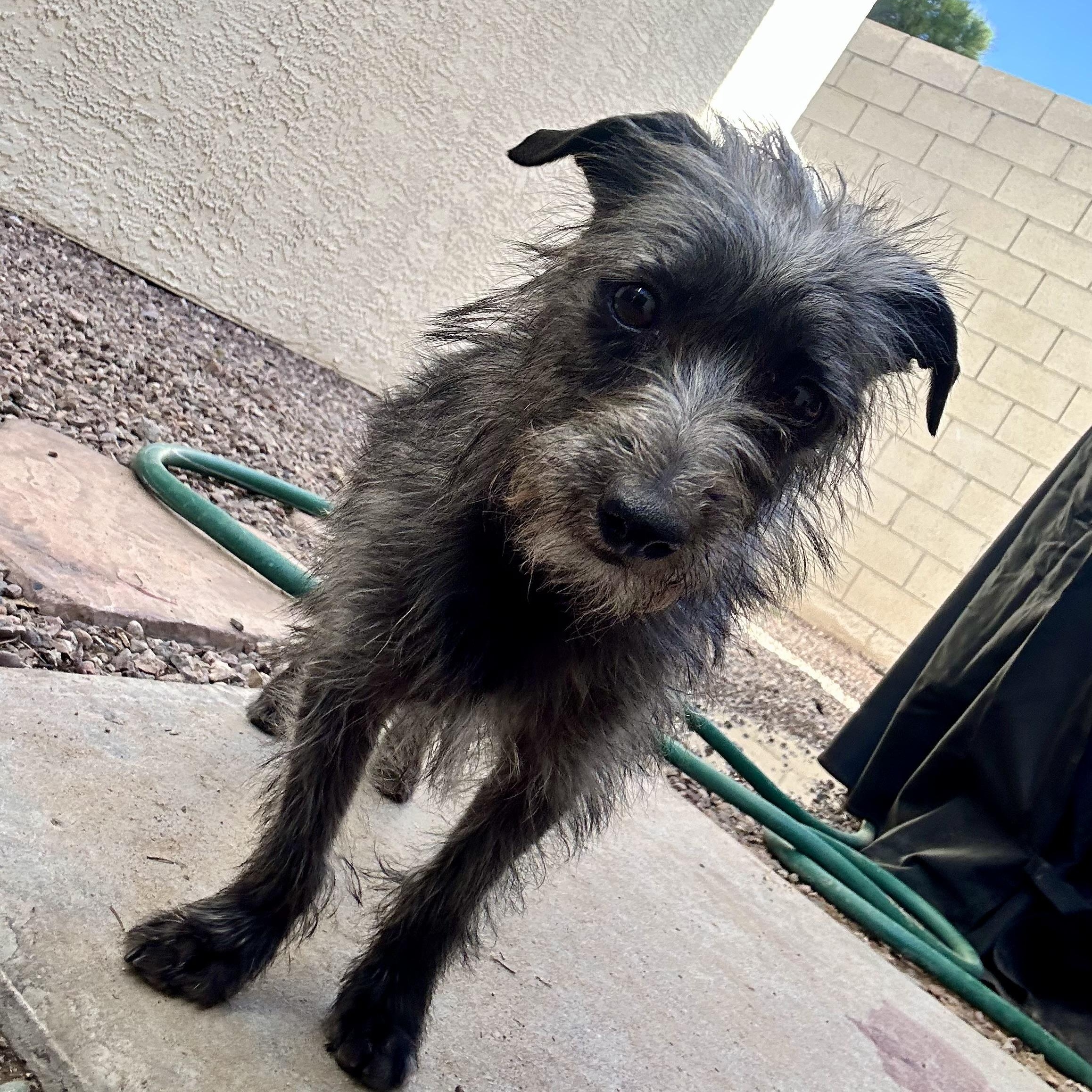 Enlarge Ace Ventura , a ADOPTABLE mixed breed in Henderson, NV image 2/2