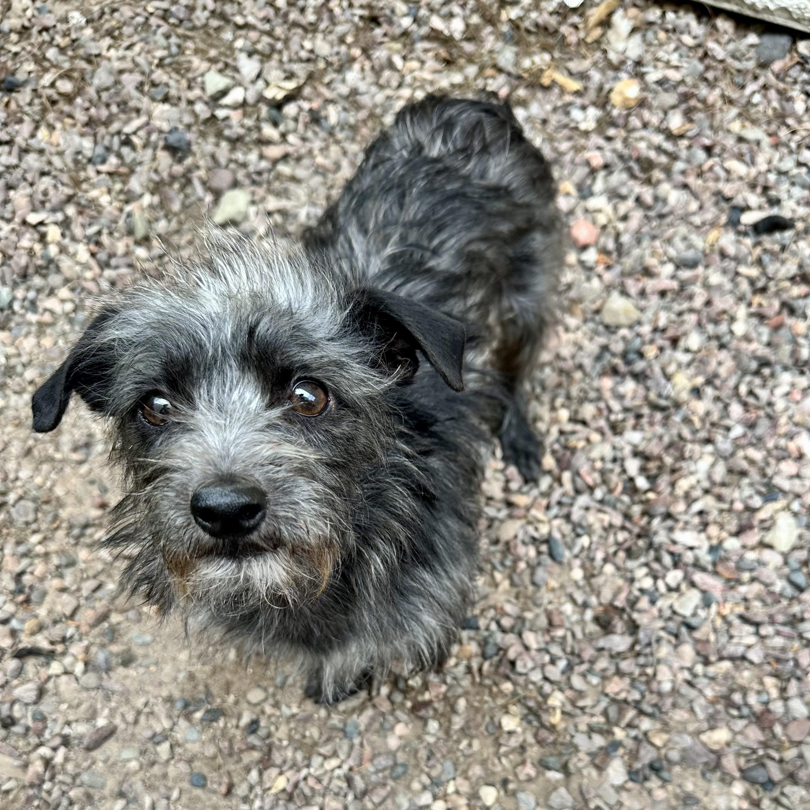 Ace Ventura , ADOPTABLE, Young Male Terrier.