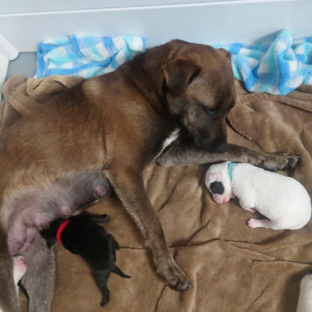 Momma Blossom, Adoptable, Young Female Mixed Breed.