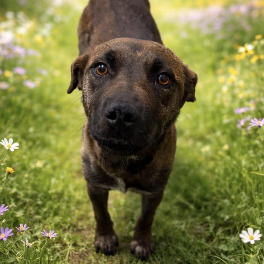 Enlarge Momma Blossom, a Adoptable Mixed Breed in Blairsville, GA image 2/4