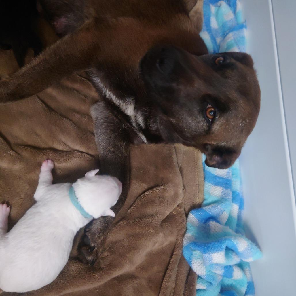 Enlarge Momma Blossom, a Adoptable Mixed Breed in Blairsville, GA image 3/4