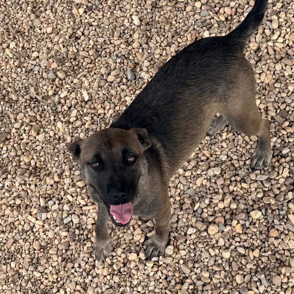 Enlarge Momma Blossom, a Adoptable Mixed Breed in Blairsville, GA image 4/4