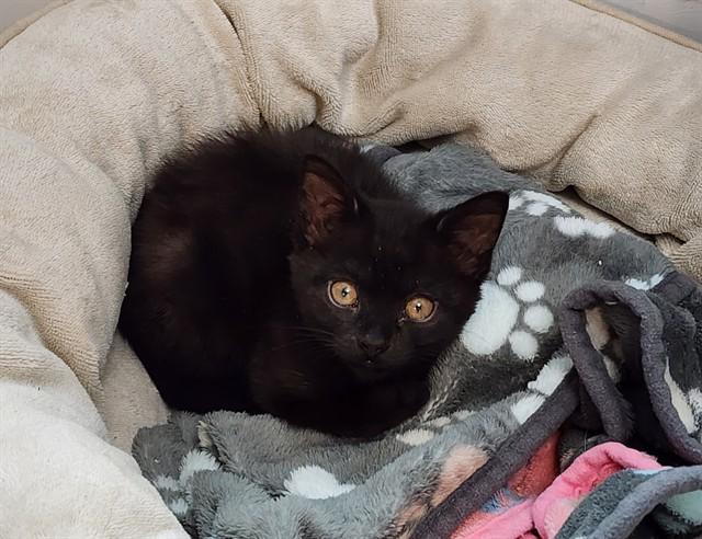 Enlarge RAVEN #1, a Adoptable Domestic Short Hair in Colorado Springs, CO image 1/1