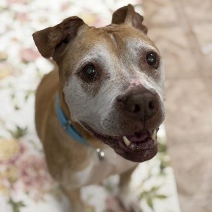 Enlarge Cali, an adopted mixed breed in Worcester, MA image 1/1