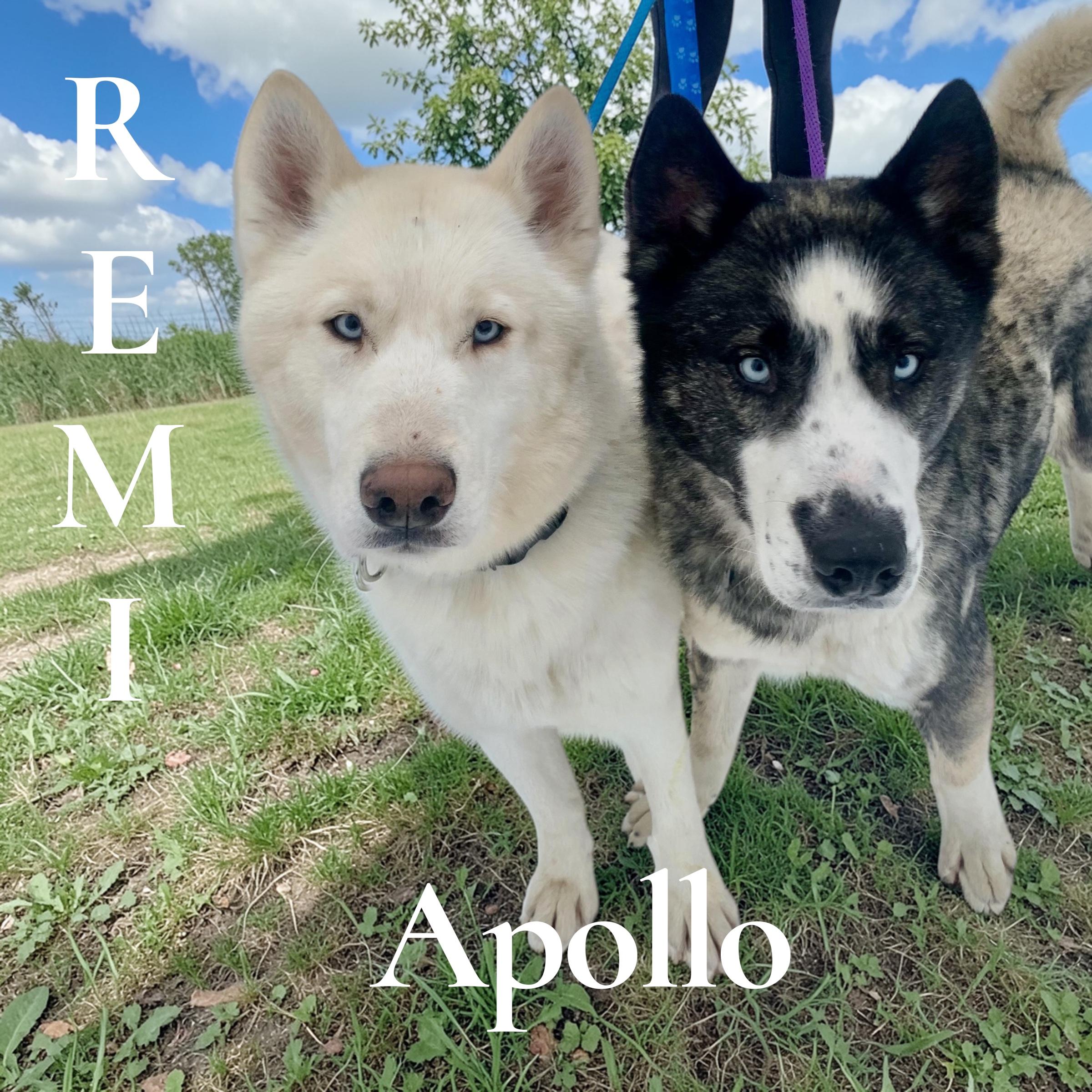 Enlarge Apollo, an adopted mixed breed in McKeesport, PA image 1/6