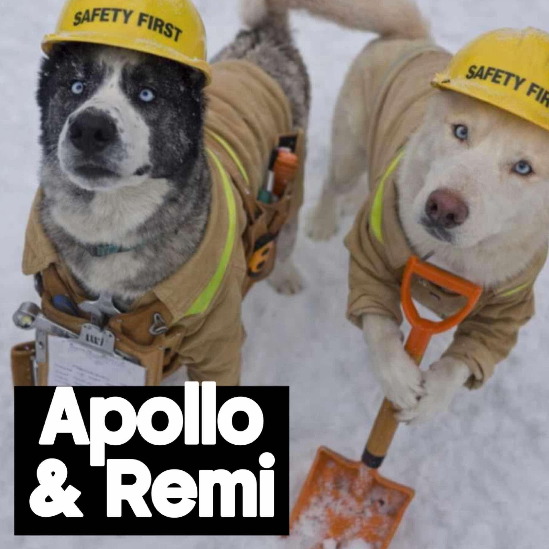 Apollo — thumbnail 2