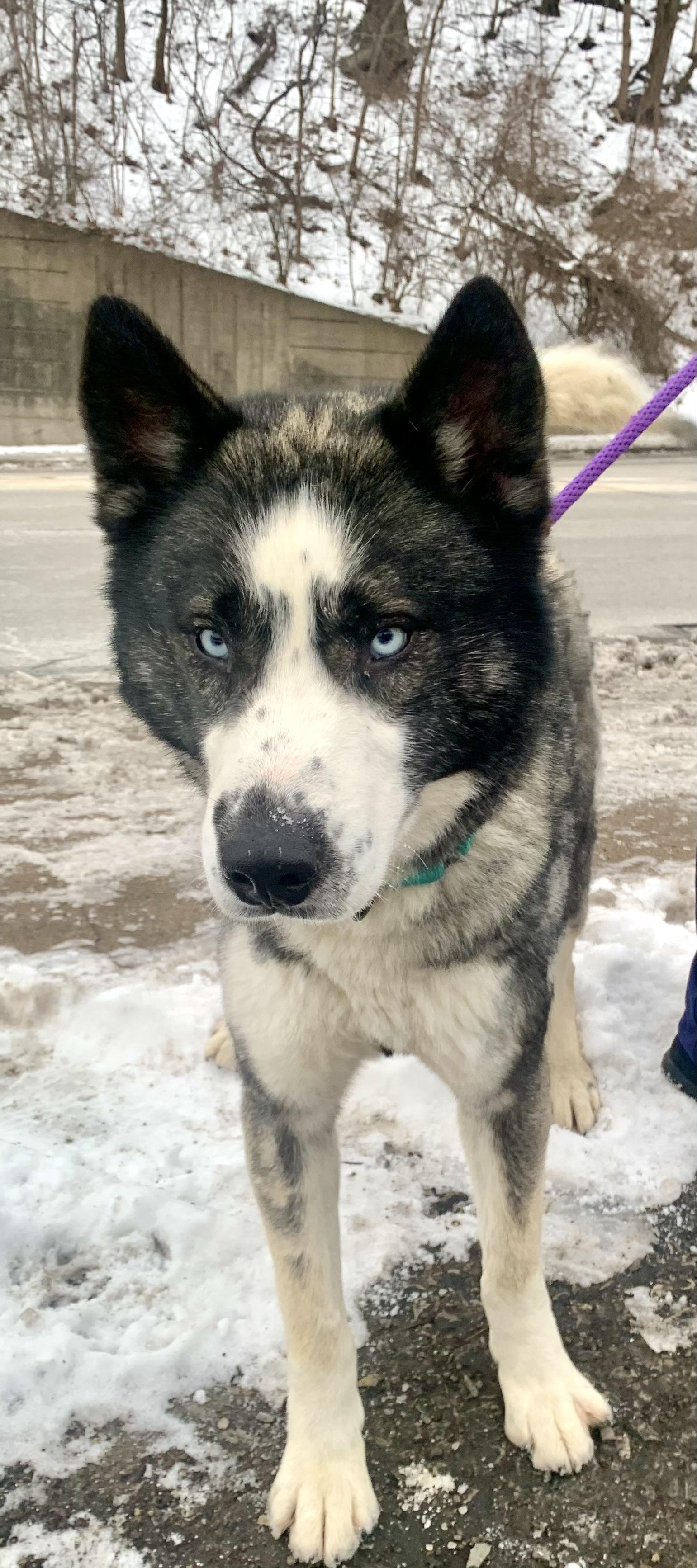 Apollo — thumbnail 4