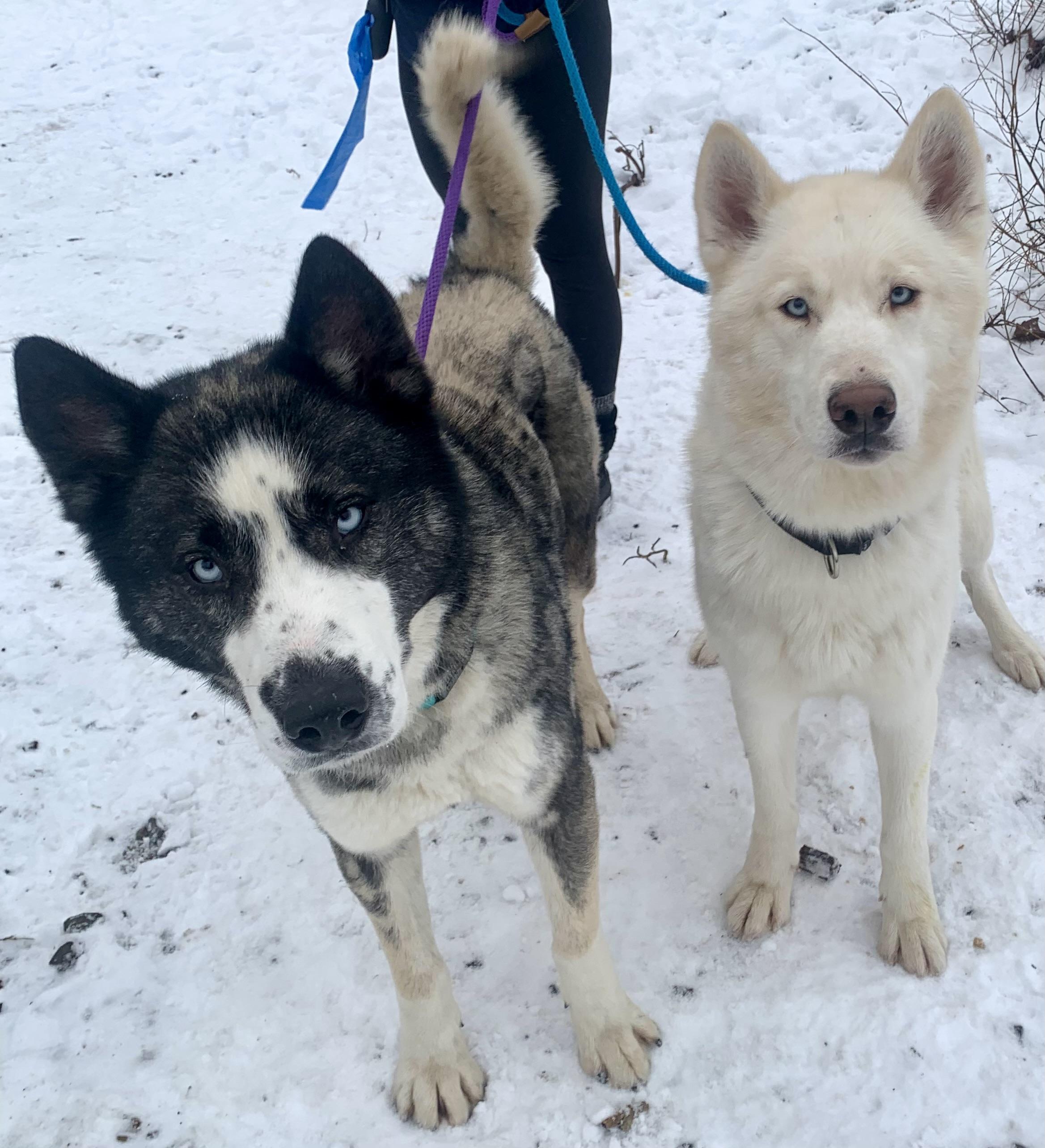 Apollo — thumbnail 5