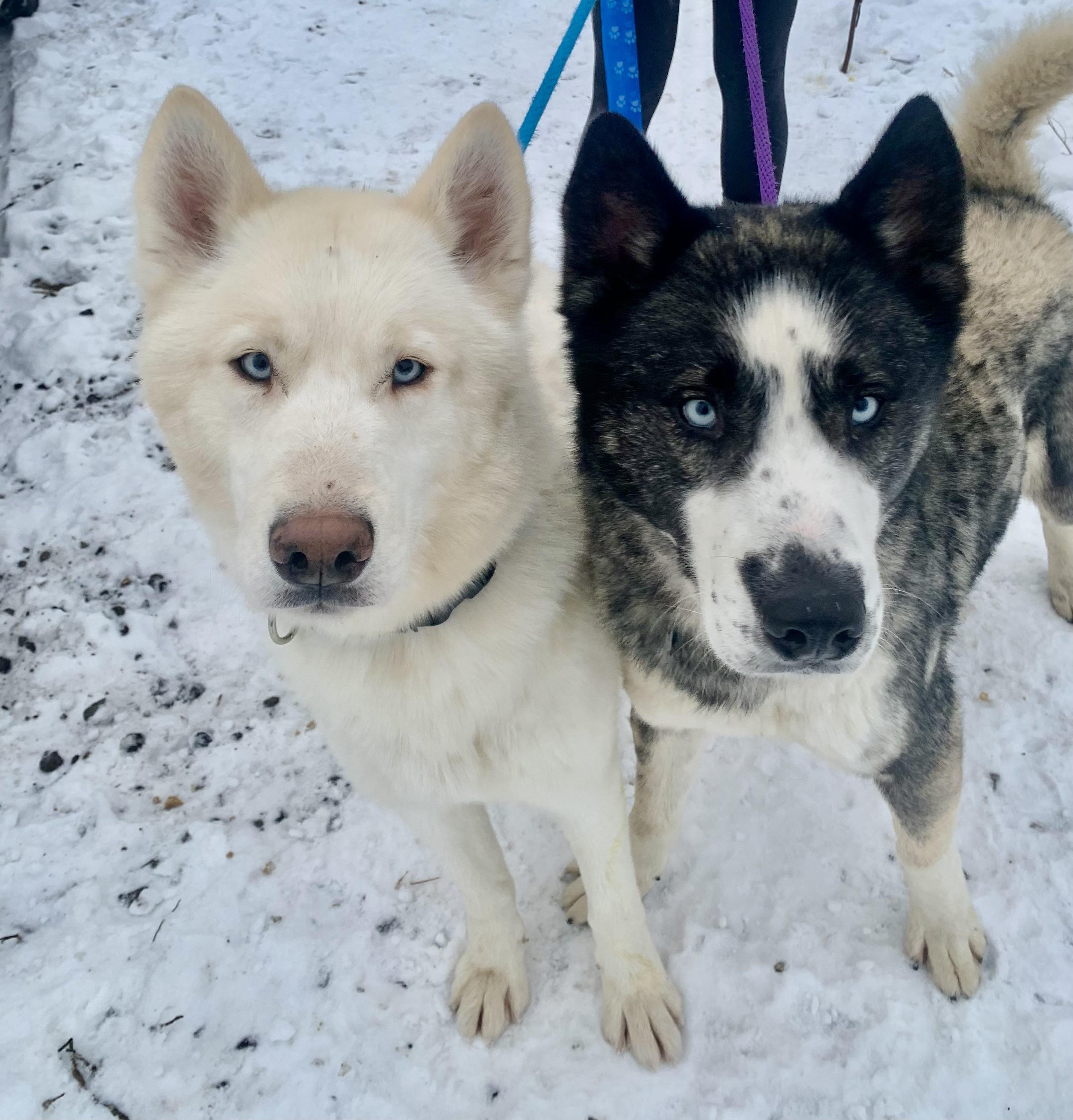 Apollo, ADOPTABLE, Adult Male Husky.
