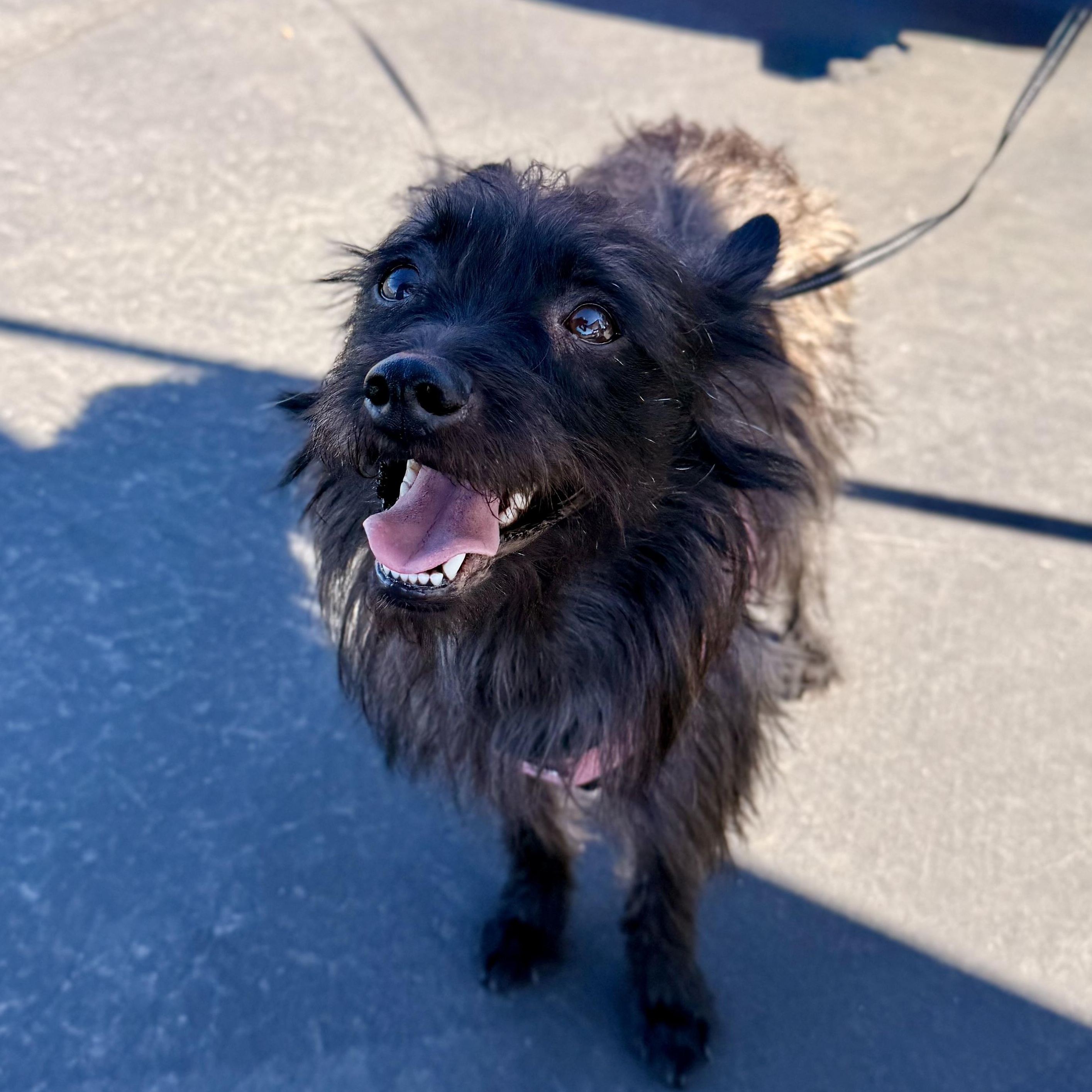 Enlarge Jacob, a Adoptable mixed breed in modesto, CA image 1/3