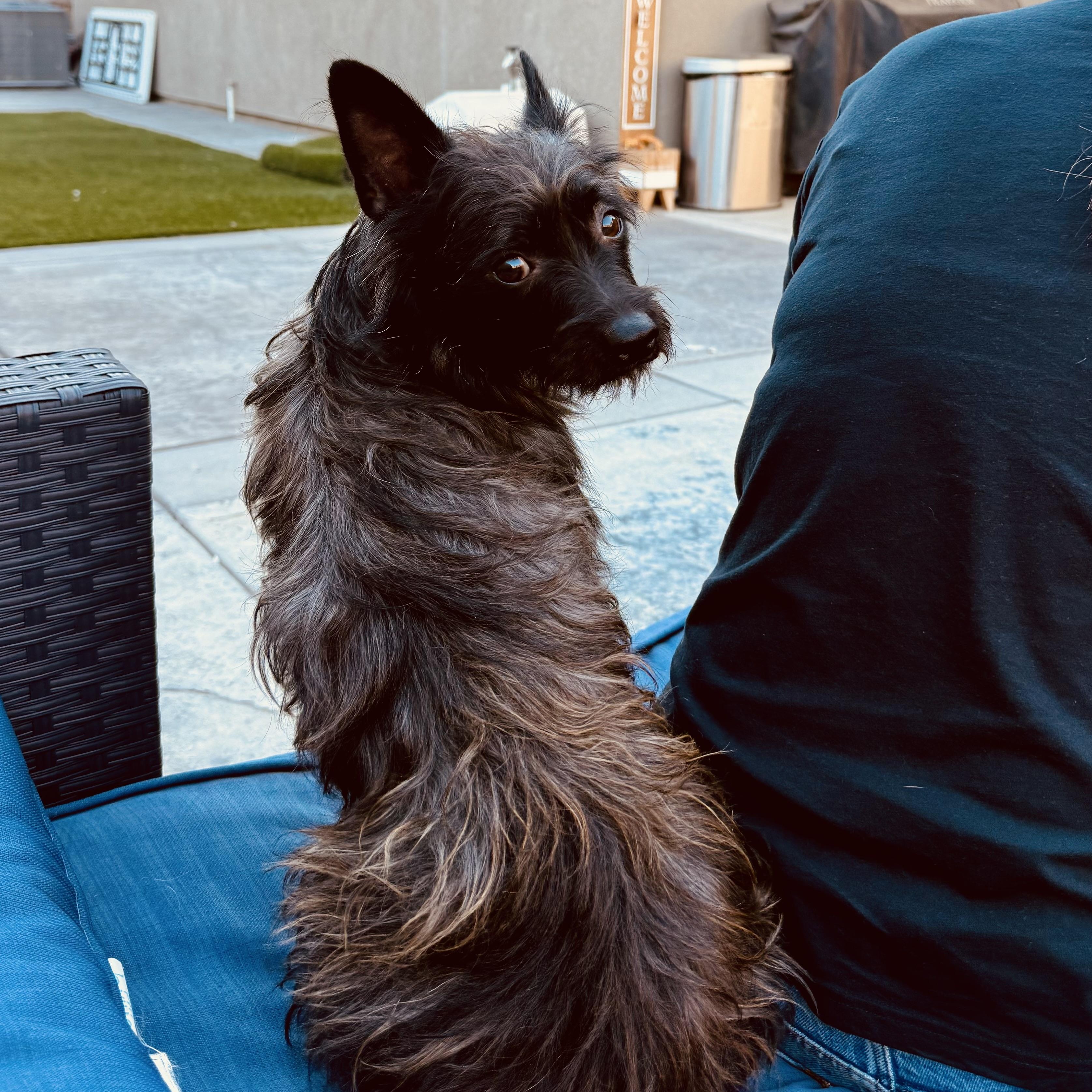 Enlarge Jacob, a Adoptable mixed breed in modesto, CA image 2/3