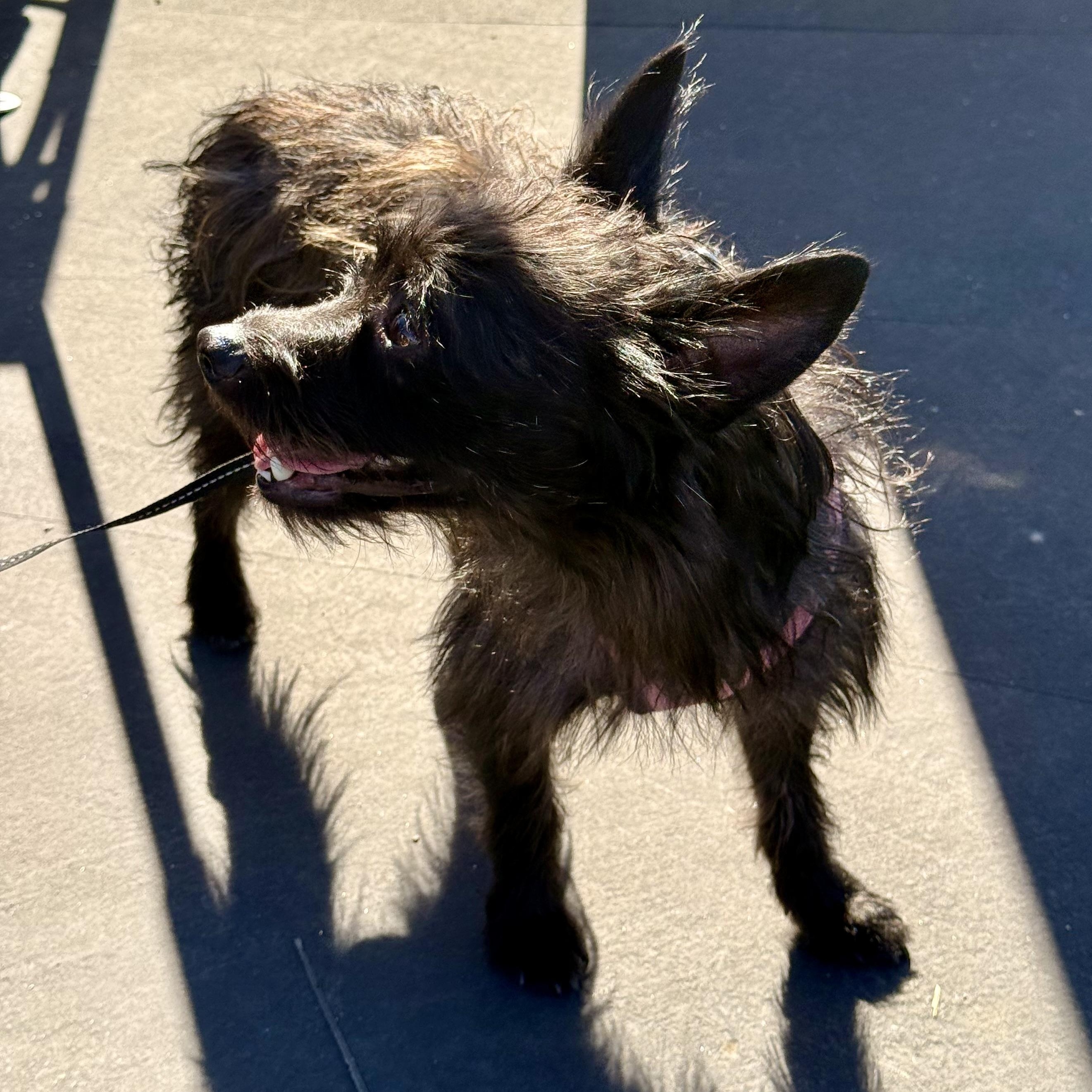 Enlarge Jacob, a Adoptable mixed breed in modesto, CA image 3/3