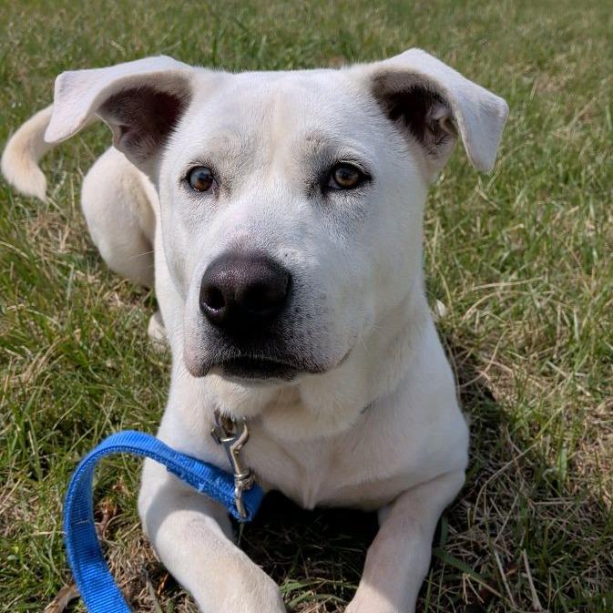 Manny, a Adoptable mixed breed in Norfolk, NE image 1/5