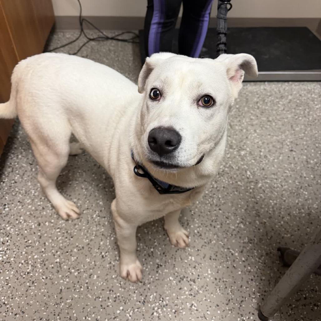 Manny, a Adoptable mixed breed in Norfolk, NE image 2/5