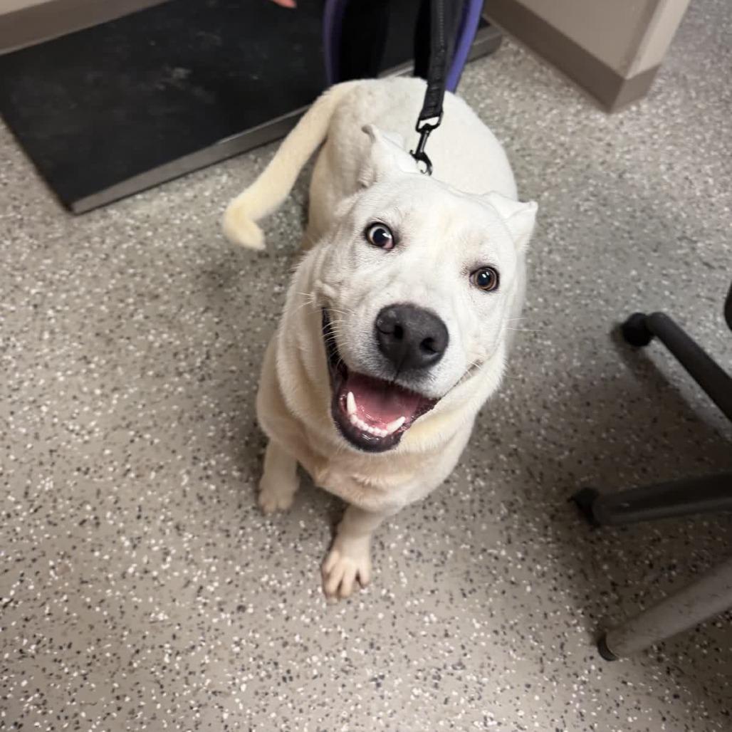 Manny, a Adoptable mixed breed in Norfolk, NE image 3/5