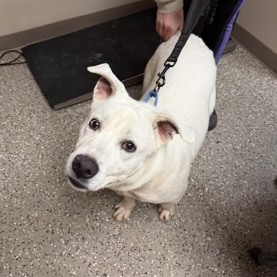 Manny, a Adoptable mixed breed in Norfolk, NE image 4/5